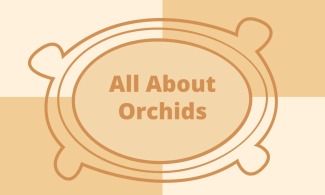 All About Orchids - Baraboo Sauk County